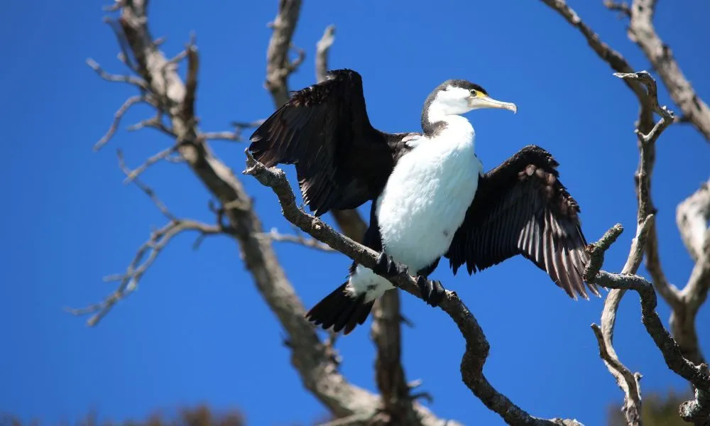 Bay of Islands Guided Walking Tour - 1 Hour | Experience Oz + NZ-6