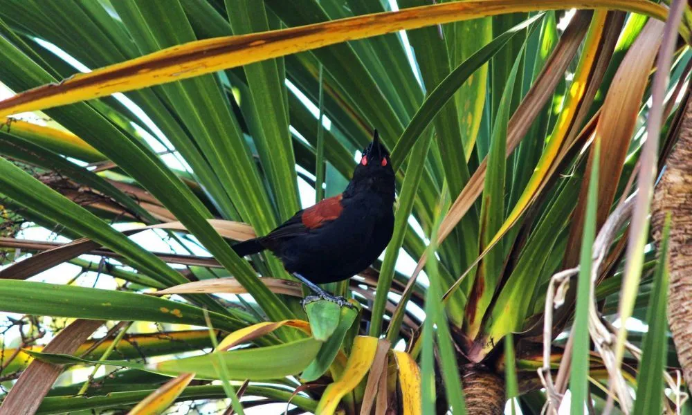 Bay of Islands Guided Walking Tour - 1 Hour | Experience Oz + NZ-2