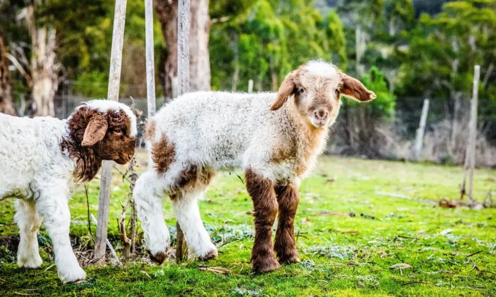 Hartshorn Distillery Spirits & Cheese Tasting | Experience Oz-2