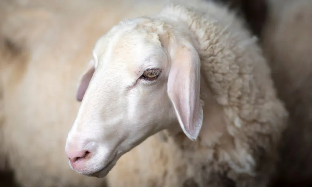 Hartshorn Distillery Spirits & Cheese Tasting | Experience Oz-6