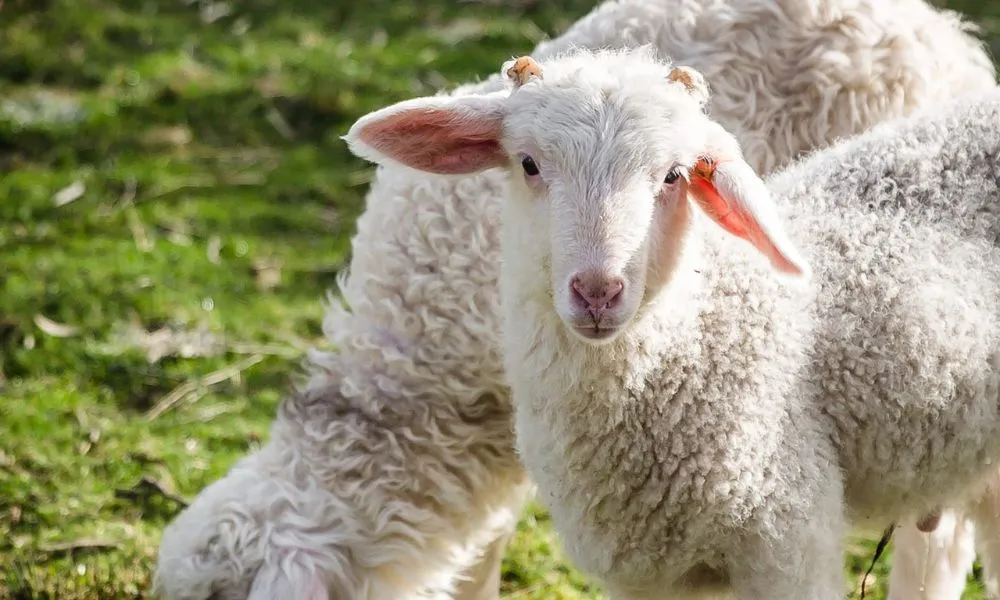 Hartshorn Distillery Spirits & Cheese Tasting | Experience Oz-3