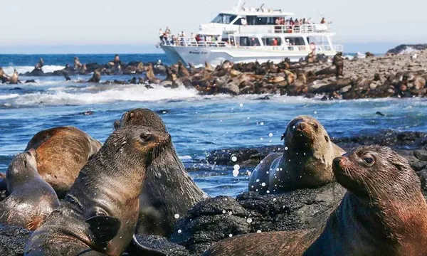 Phillip Island Day Tour with Seal Cruise & Penguin Parade