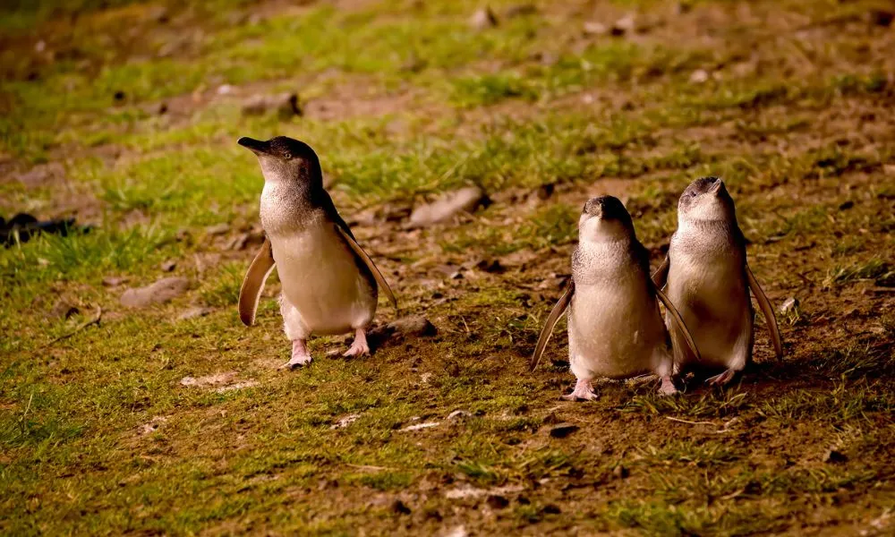 Phillip Island Tour with Cruise & Penguin Parade | Experience Oz-3