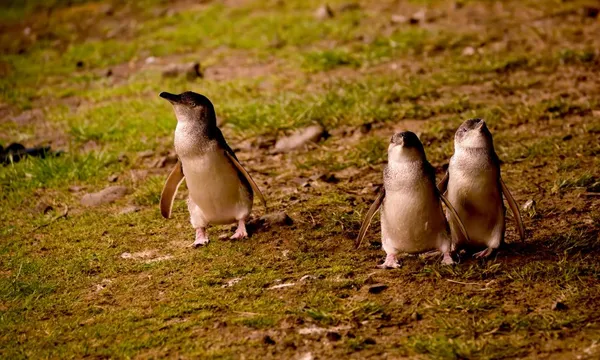 Phillip Island Day Tour with Seal Cruise & Penguin Parade