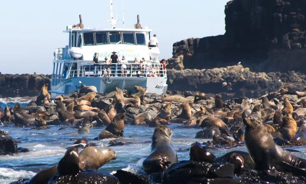 Phillip Island Tour with Cruise & Penguin Parade | Experience Oz-7