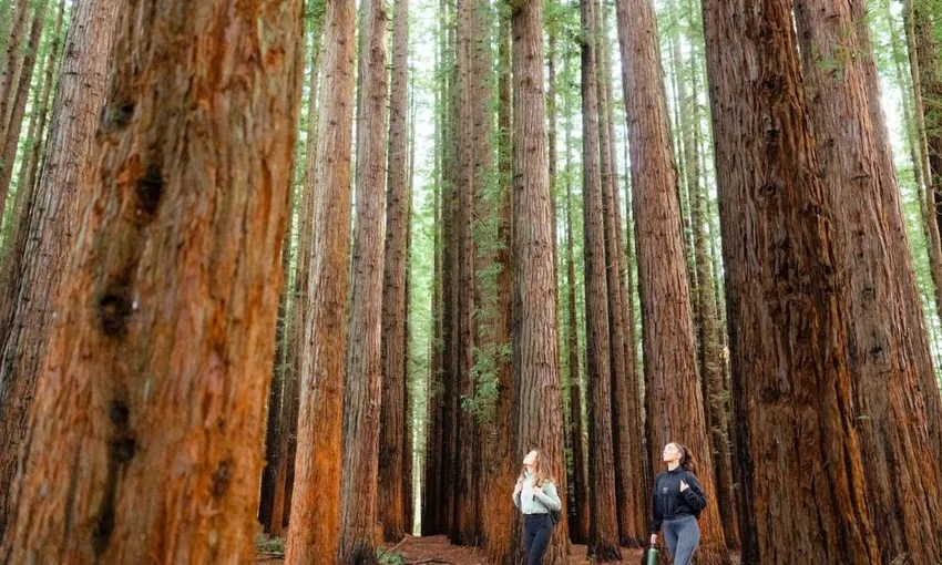 Yarra Valley Redwoods & Wine Tasting with Lunch | Experience Oz