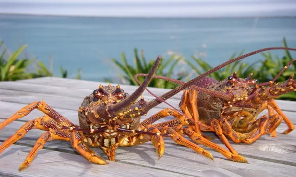 Fishing and Crayfishing Tour  