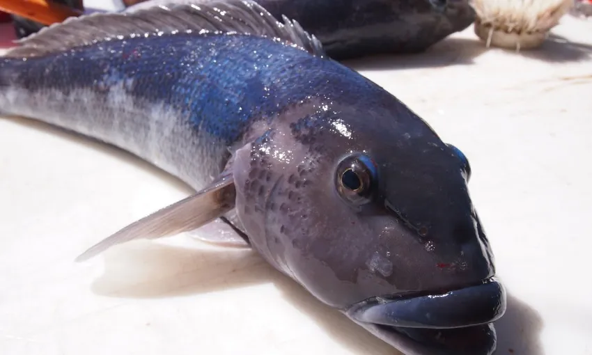 Fishing and crayfishing tour | Experience Oz