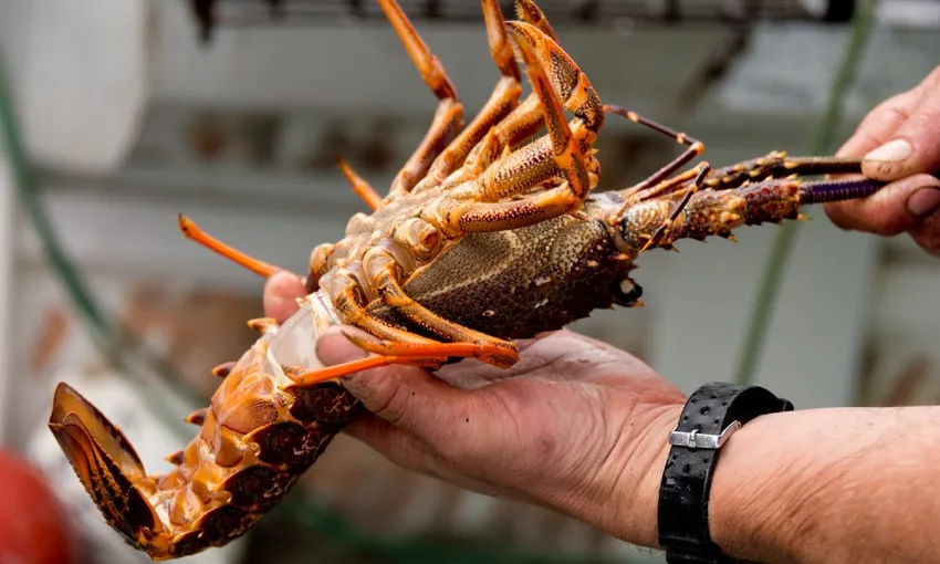 Fishing and crayfishing tour | Experience Oz