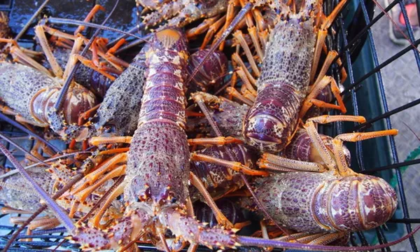 Fishing and Crayfishing Tour  