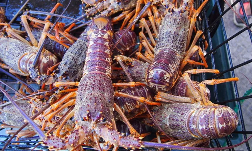 Fishing and crayfishing tour | Experience Oz