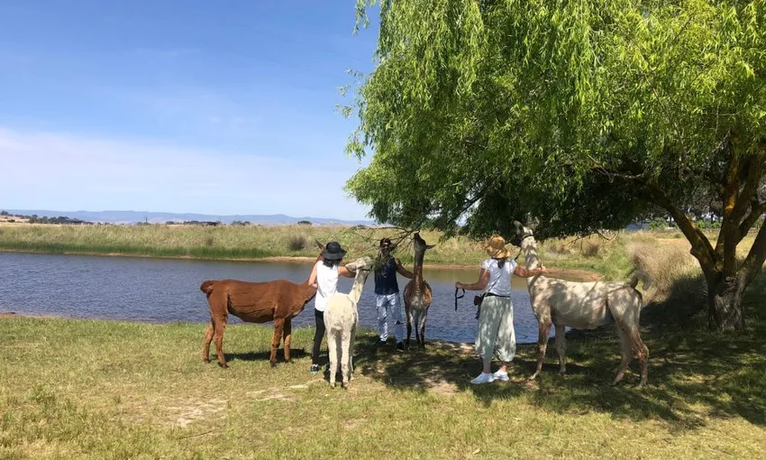 Alpaca Adventure Guided Tour - 90 Minutes | Experience Oz