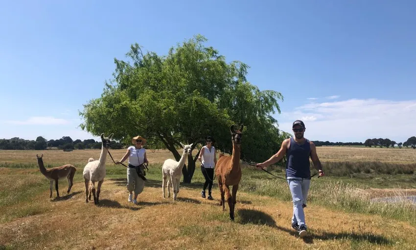 Alpaca Adventure Guided Tour - 90 Minutes | Experience Oz