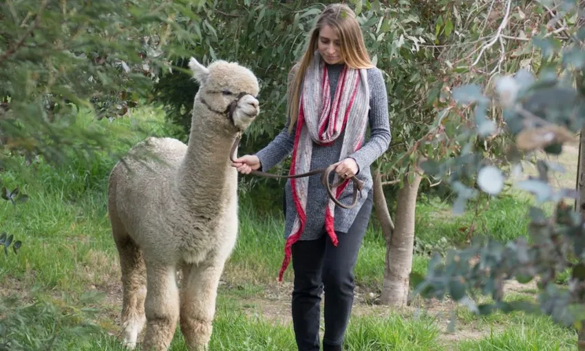 Alpaca Adventure Guided Tour - 90 Minutes | Experience Oz