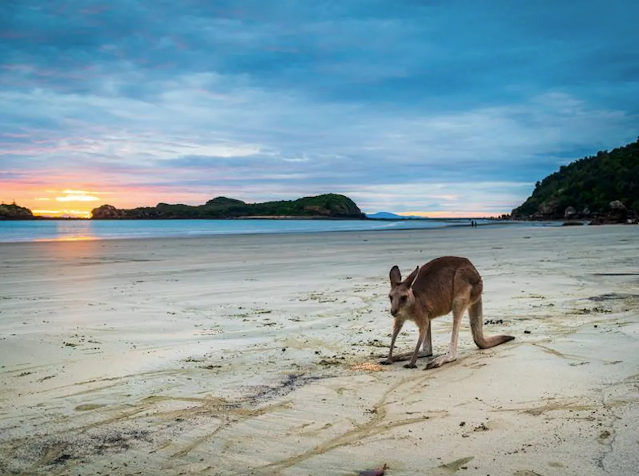 Cape Hillsborough Sunrise & Kangaroo Tour | Experience Oz-1