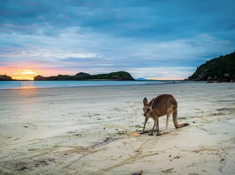 Cape Hillsborough Sunrise & Kangaroo Tour
