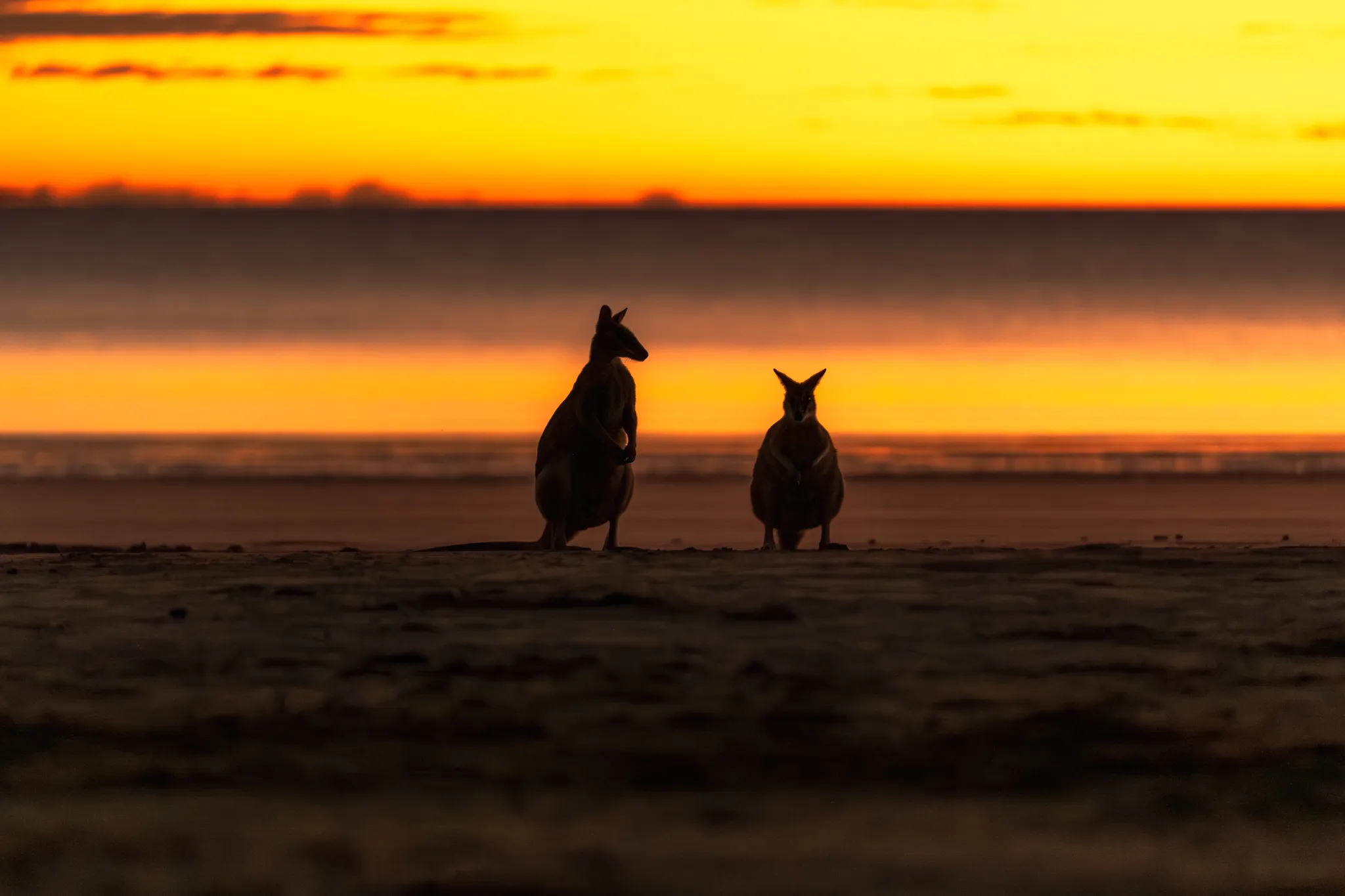 Cape Hillsborough Sunrise & Kangaroo Tour | Experience Oz-1