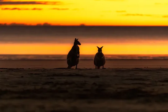 Cape Hillsborough Sunrise & Kangaroo Tour