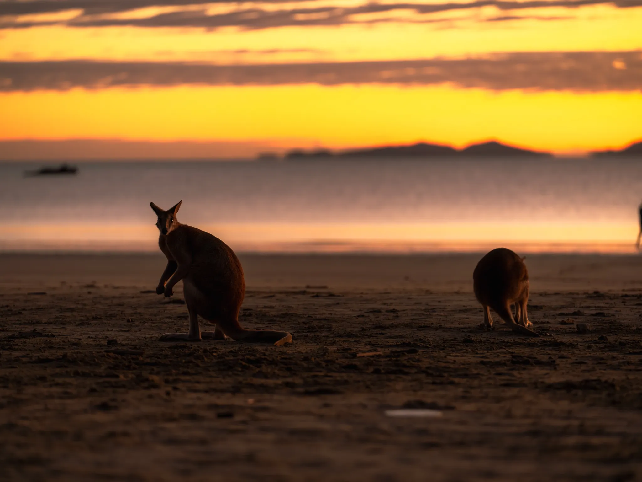 Cape Hillsborough Sunrise & Kangaroo Tour | Experience Oz-2