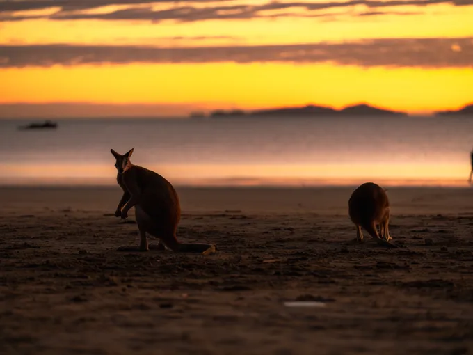 Cape Hillsborough Sunrise & Kangaroo Tour | Experience Oz