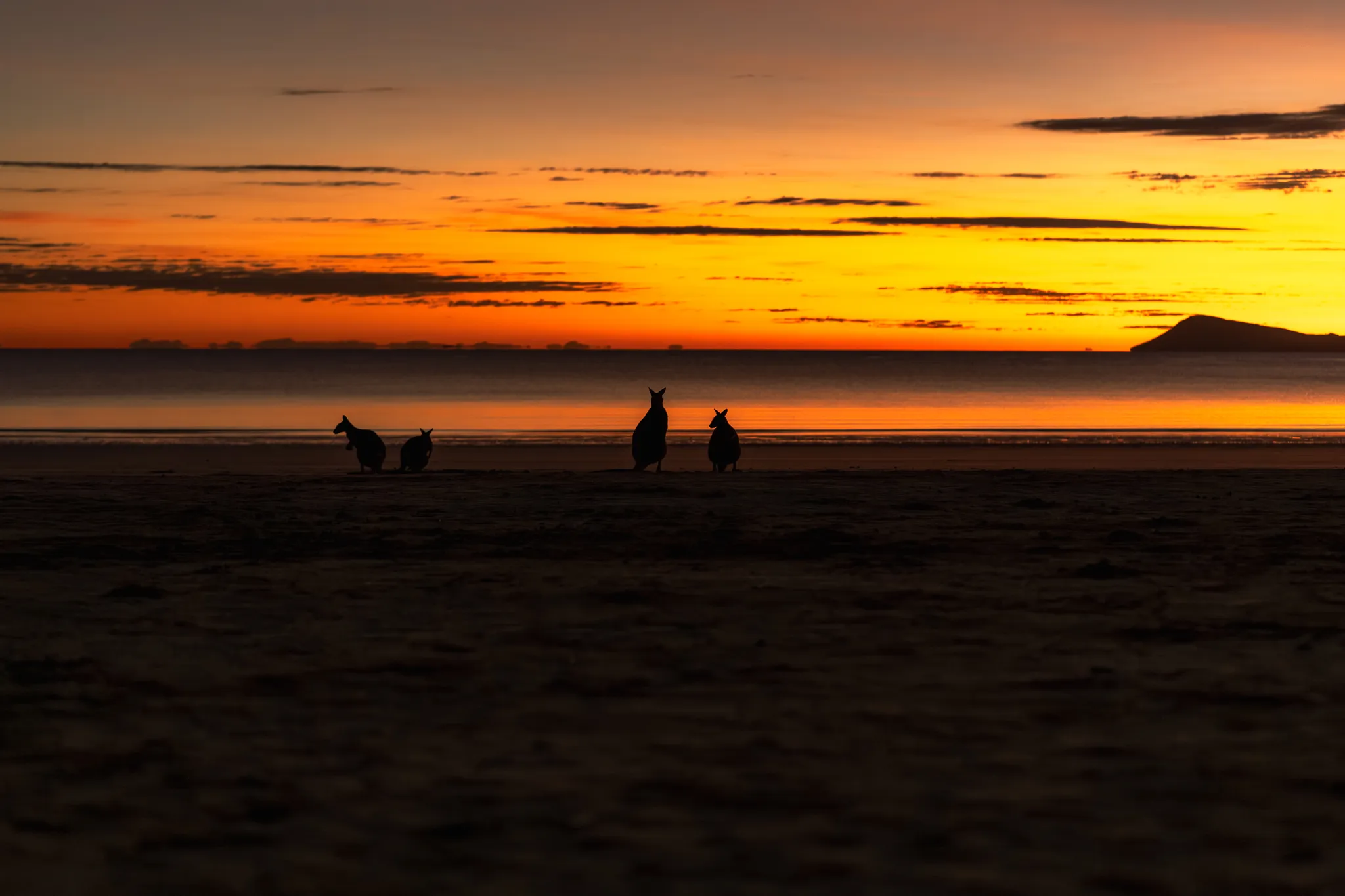 Cape Hillsborough Sunrise & Kangaroo Tour | Experience Oz-3