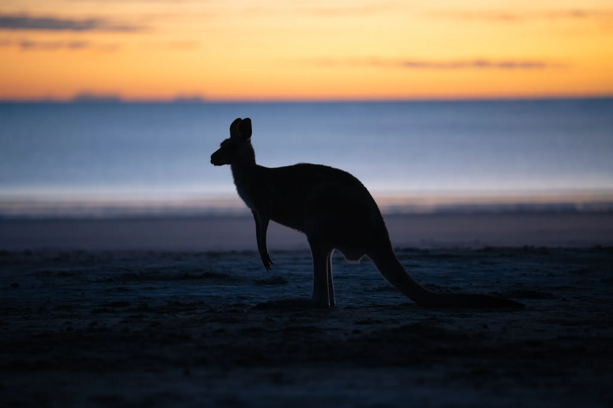 Cape Hillsborough Sunrise & Kangaroo Tour | Experience Oz-4
