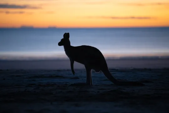 Airlie Beach Kangaroos and Wallabies on the beach at Sunrise Eco Wildlife Tour