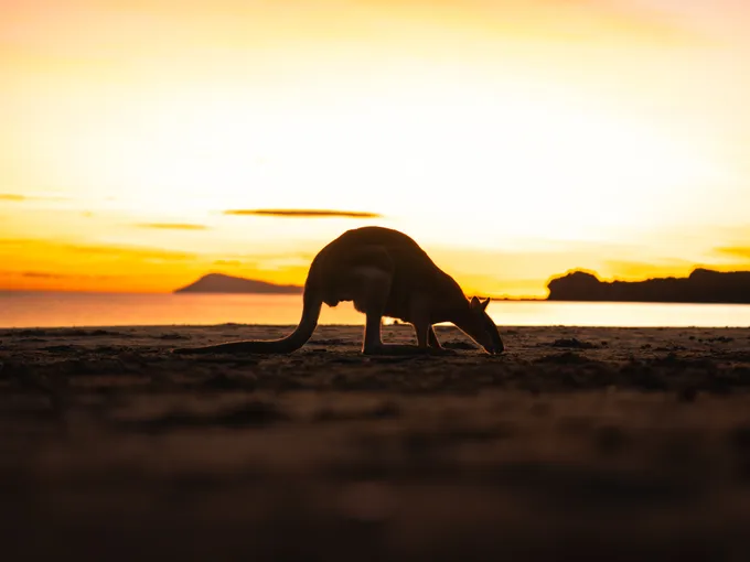 Cape Hillsborough Sunrise & Kangaroo Tour | Experience Oz