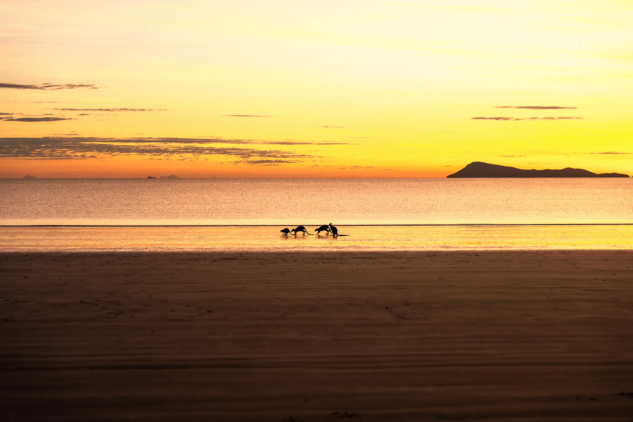 Cape Hillsborough Sunrise & Kangaroo Tour | Experience Oz-7