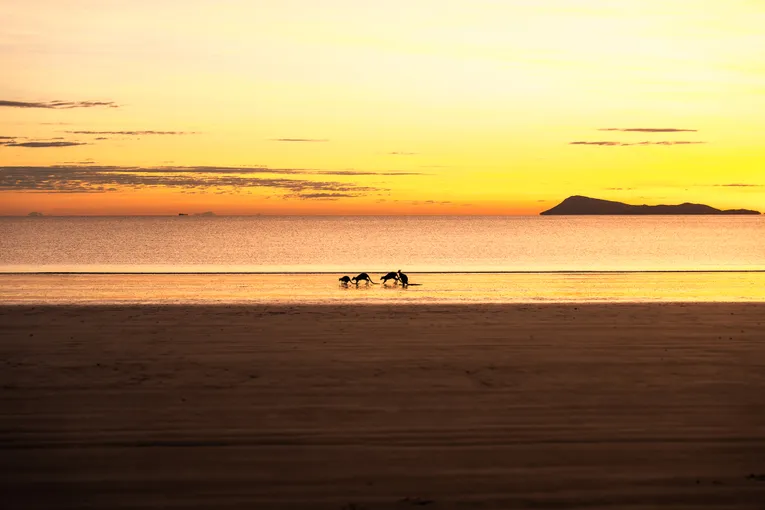 Cape Hillsborough Sunrise & Kangaroo Tour | Experience Oz