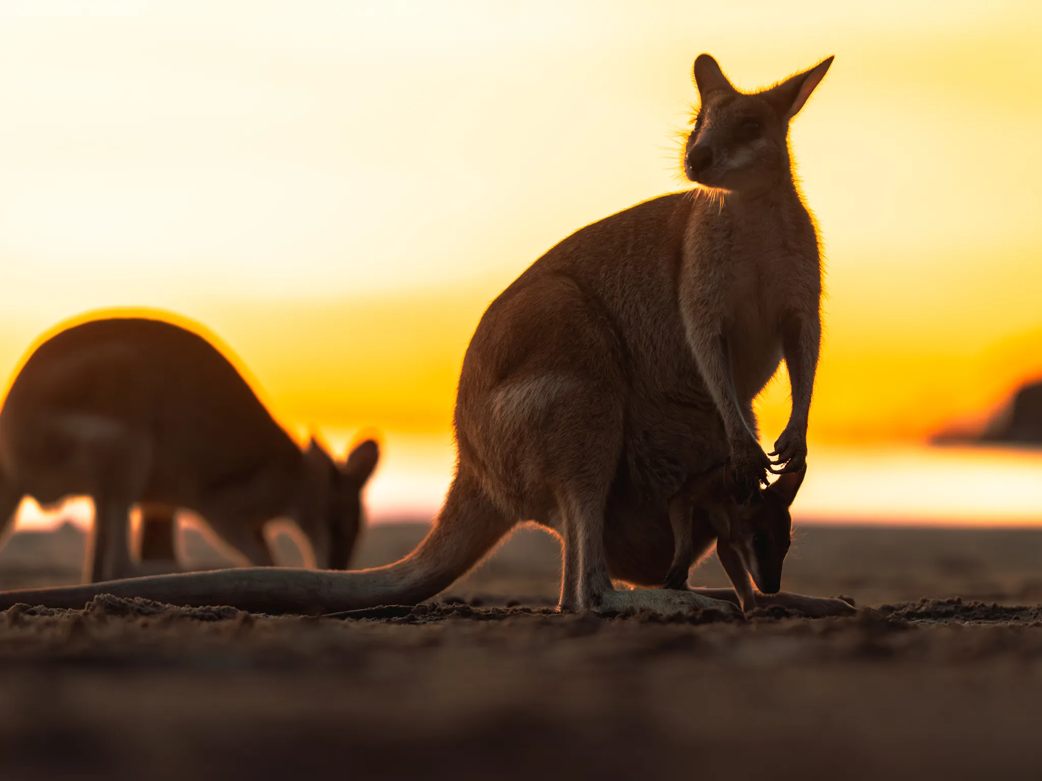 Cape Hillsborough Sunrise & Kangaroo Tour | Experience Oz-8
