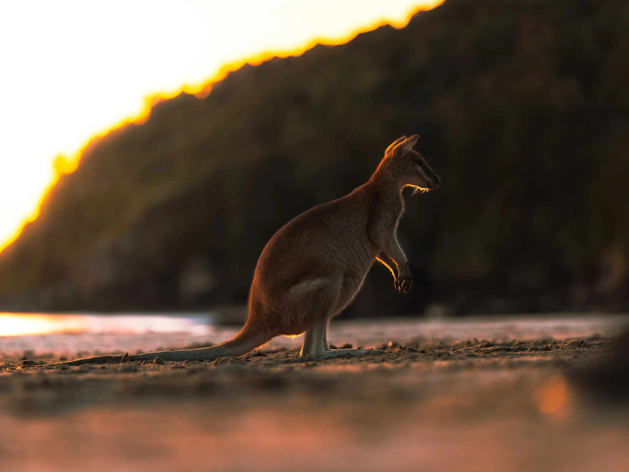 Cape Hillsborough Sunrise & Kangaroo Tour | Experience Oz-9