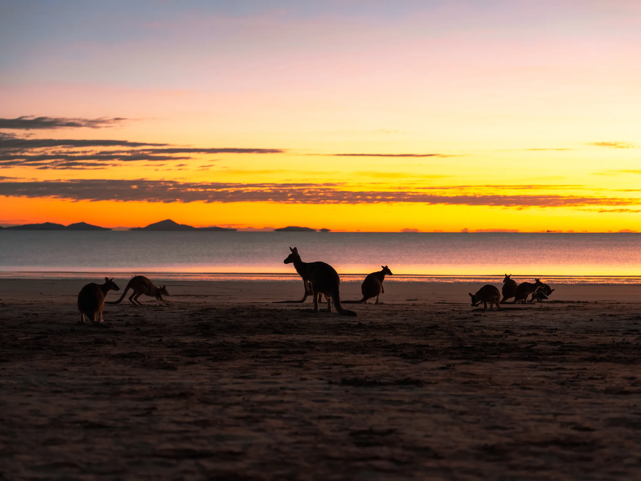 Cape Hillsborough Sunrise & Kangaroo Tour | Experience Oz-10