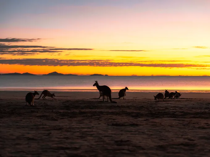 Cape Hillsborough Sunrise & Kangaroo Tour | Experience Oz
