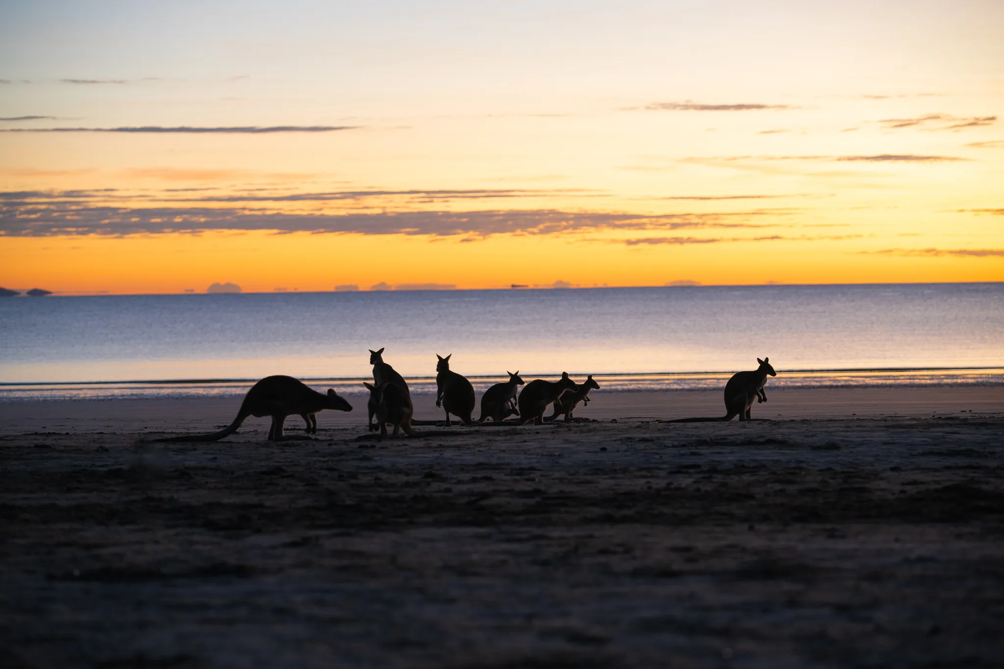 Cape Hillsborough Sunrise & Kangaroo Tour | Experience Oz-12