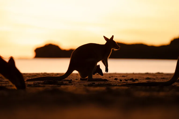 Cape Hillsborough Sunrise & Kangaroo Tour | Experience Oz