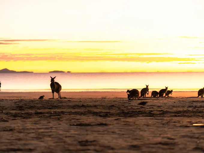 Cape Hillsborough Sunrise & Kangaroo Tour | Experience Oz
