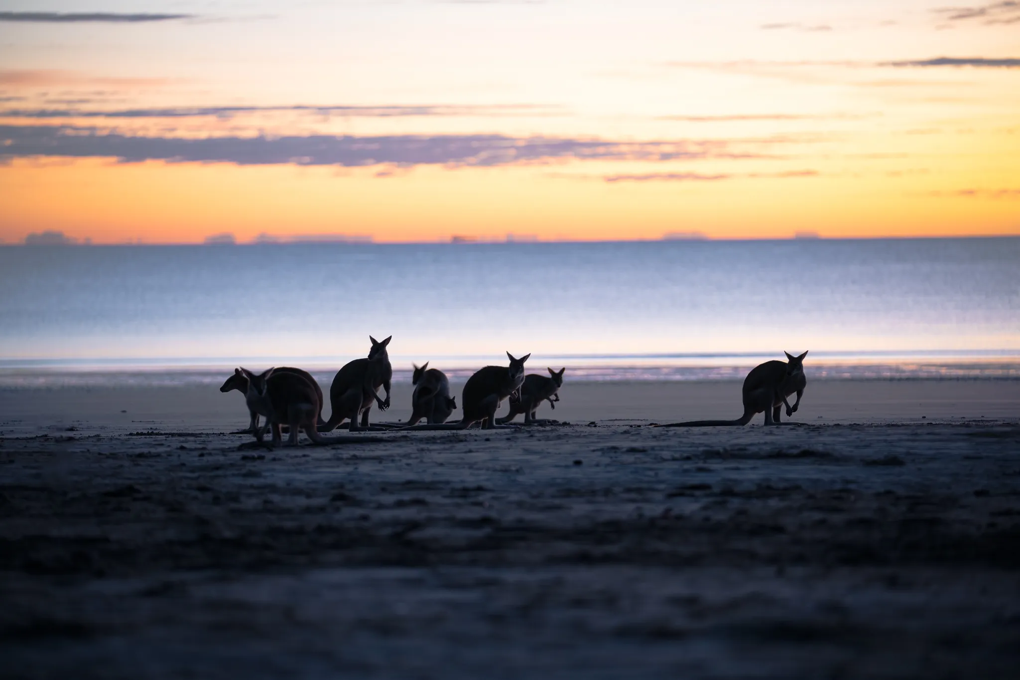 Cape Hillsborough Sunrise & Kangaroo Tour | Experience Oz-17