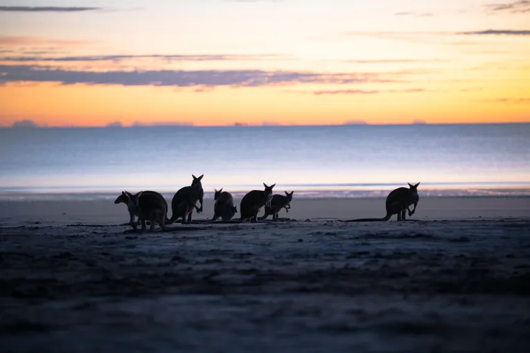 Cape Hillsborough Sunrise & Kangaroo Tour | Experience Oz