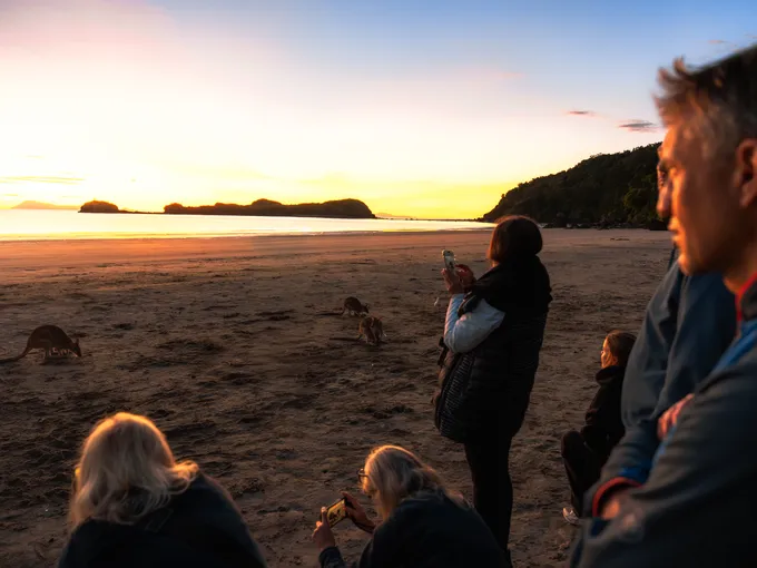 Cape Hillsborough Sunrise & Kangaroo Tour | Experience Oz