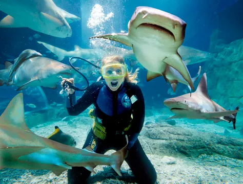 SEA LIFE Melbourne Shark Dive Xtreme Offer
