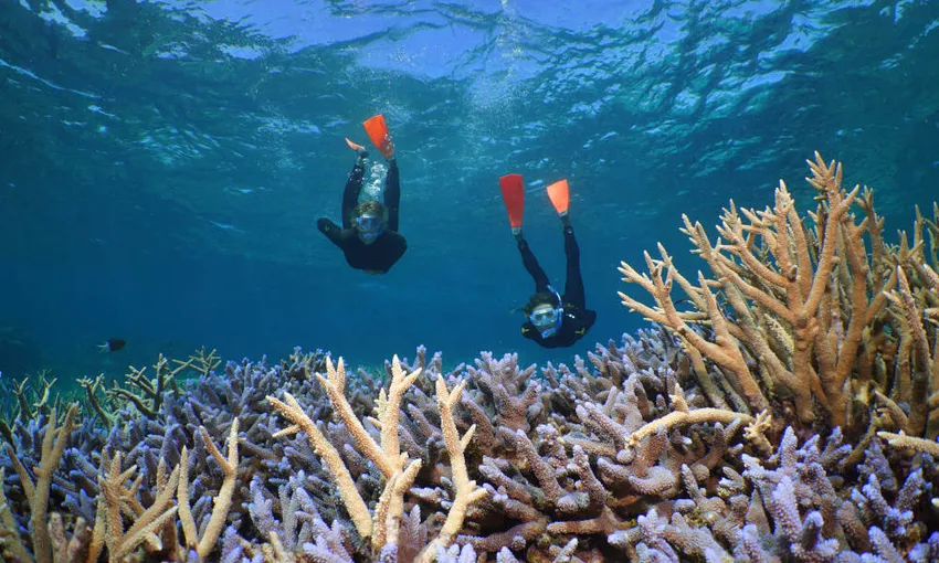 Outer Great Barrier Reef Dive & Snorkel Cruise from Port Douglas