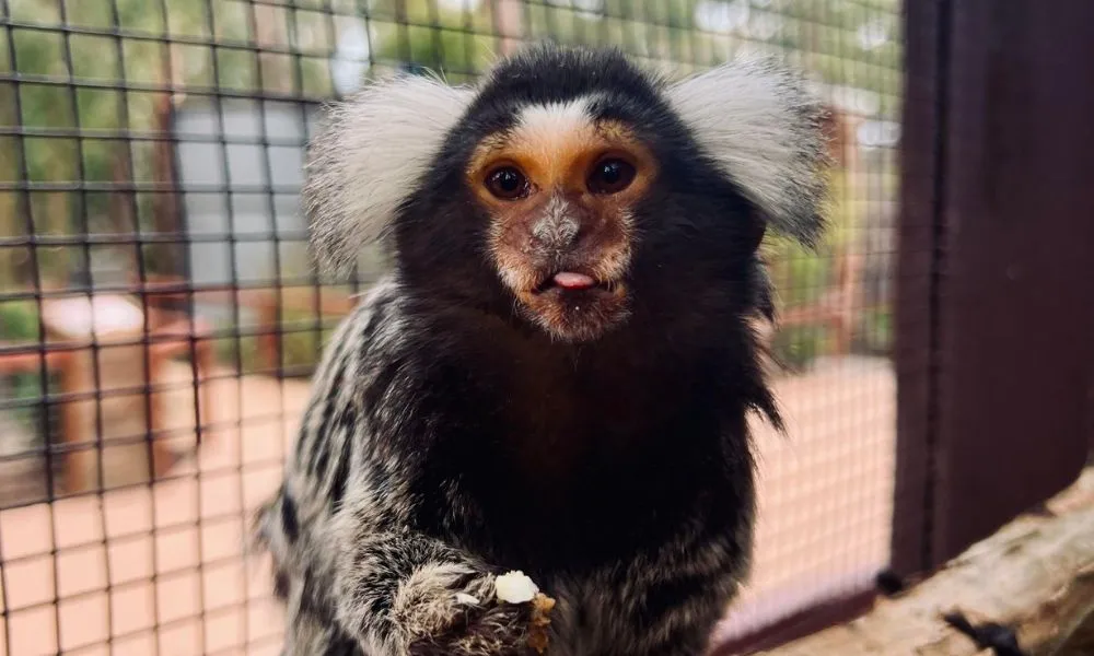 Gumbuya World Wildlife Park Entry & Live Shows | Experience Oz-2