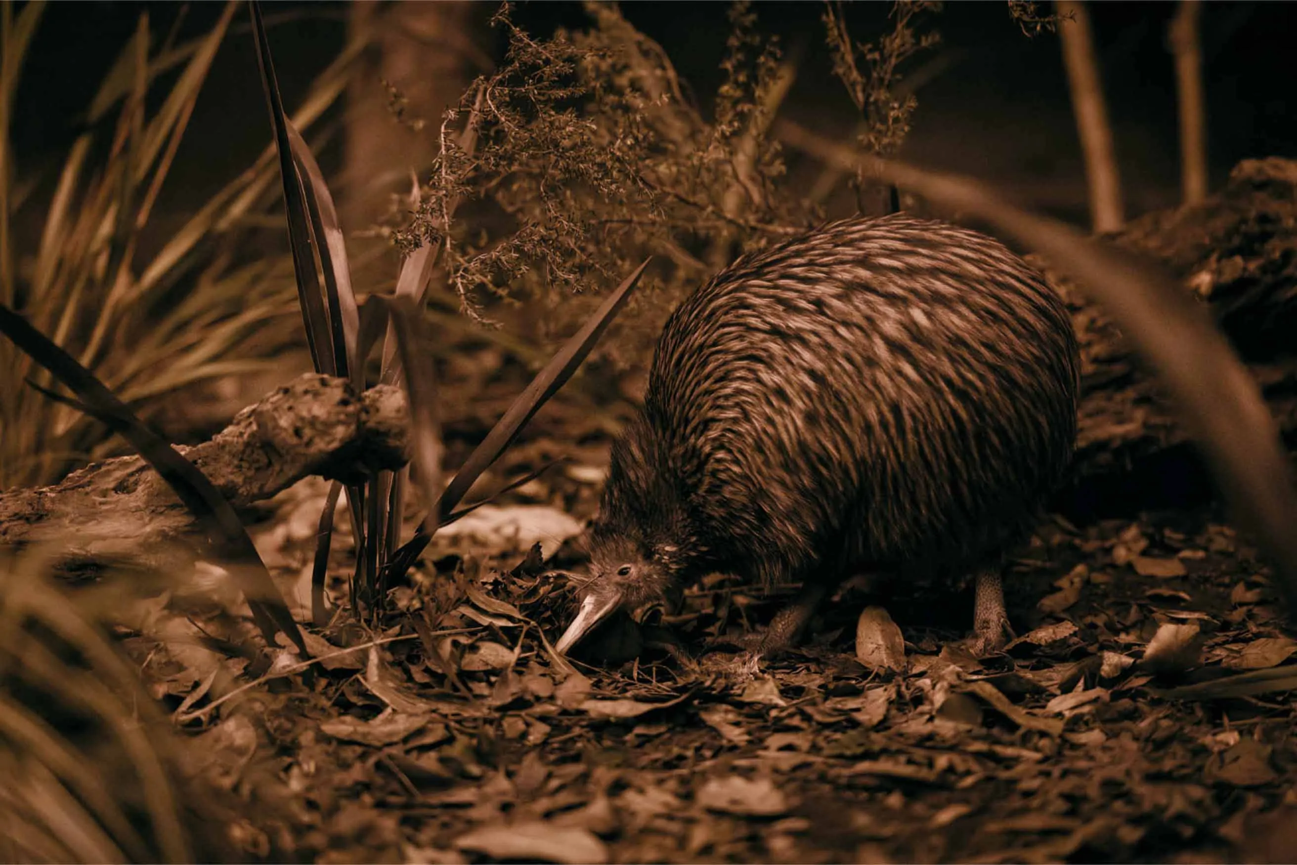Rotorua Guided Cultural and Geothermal Walk | Experience Oz + NZ-9