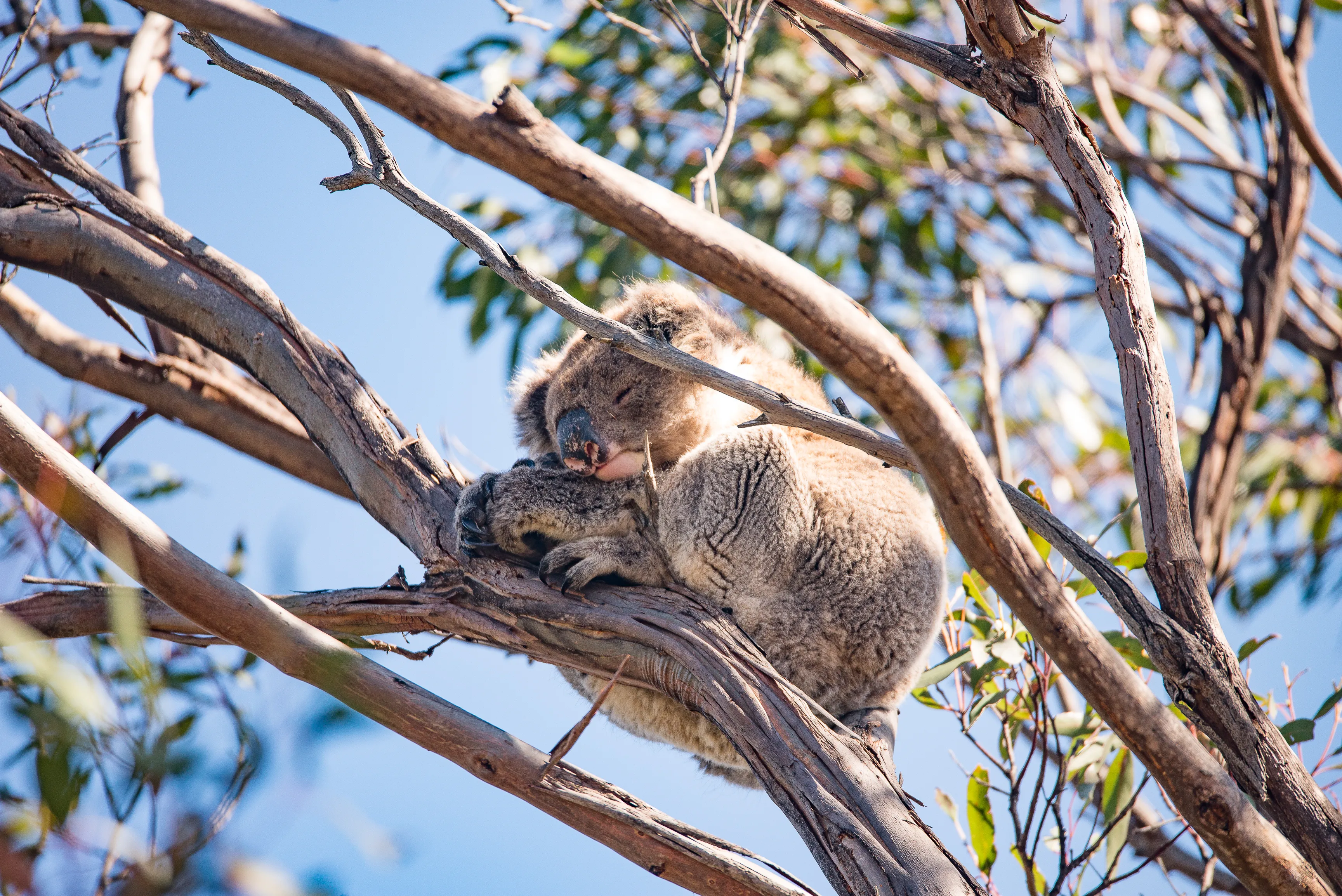 Kangaroo Island Landscape & Wildlife Tour - For 2 | Experience Oz-2