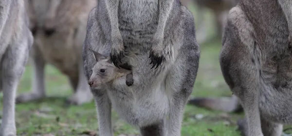 Gumbuya World Wildlife Park Wildlife Trail & Rides