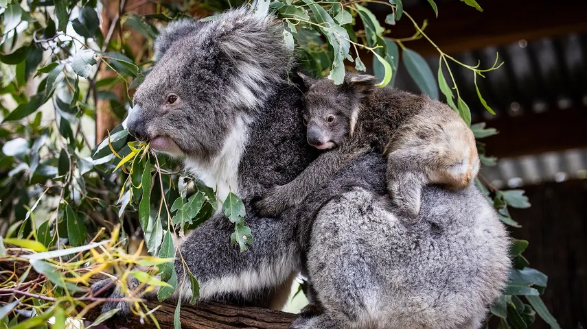 Gumbuya World Wildlife Park Trail & Rides | Experience Oz