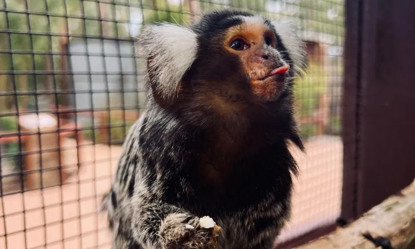 Gumbuya World Wildlife Park Trail & Rides | Experience Oz