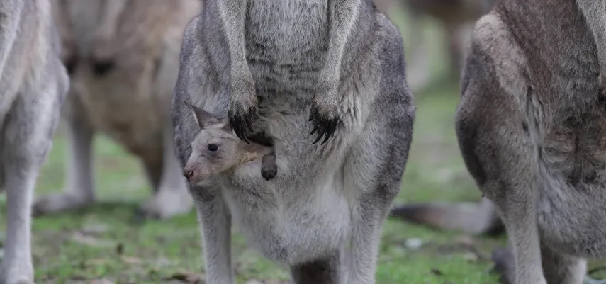 Gumbuya World Wildlife Trail, Rides & Water Park | Experience Oz