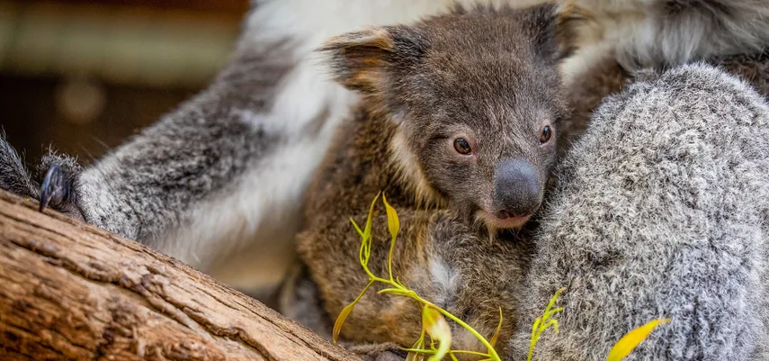 Gumbuya World Wildlife Trail, Rides & Water Park | Experience Oz